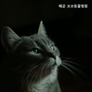 배곧코코동물병원 | 시흥동물병원 배곧 코코동물병원 보호자들이 많이 확인하는 선택 기준
