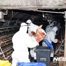 고석중농장 뉴시스