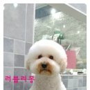 뽀송