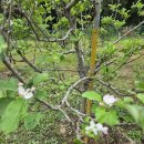 사과나무에 꽃이 왜 이제 필까요 ㅎㅎ 이미지