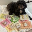 비토 | 알러지 있는 아이도 안심! 강아지유산균 + 닥터리코 비토 비건 트릿 후기🐶