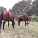 성진목장 이미지