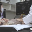 서울동물영상종양센터 이미지