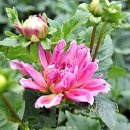 삼일1리 이미지