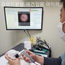 강아지분양 애견입양 아이러브독 수원점 말티푸미니비숑포메 | 수원 강아지분양 애견입양 아이러브독 수원점 말티푸미니비숑포메 건강하고 사랑스러운 새 식구 영입