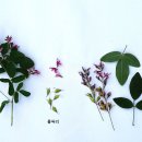 풀싸리Lespedeza thunbergii (DC.)Nakai 이미지