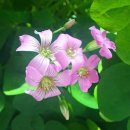 작은천국 이미지