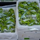 나비청과마트 이미지