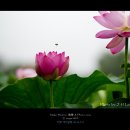 2013년 전주덕진공원 분홍빛 연꽃, 그 아름다운 연출의 시작 이미지