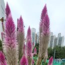 여우꼬리 이미지