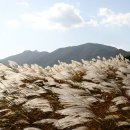 남도의 향기 이미지