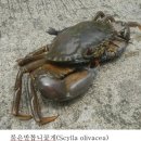 갑각류 - 연갑綱 - 십각目 - 꽃게科 - 톱날꽃게 이미지