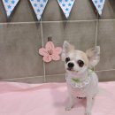 보현동물병원 이미지