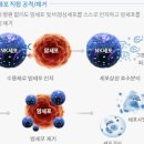 NK 세포 기능, 활성도 검사 및 높이는 법 (면역력) 이미지