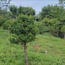 보현산자연휴양림 이미지