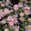 쑥부쟁이 이미지