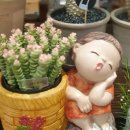 알로애 꽃집 이미지