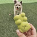 댕글라이프 이미지