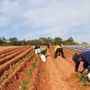철수 농장 이미지