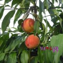 으니농장 이미지