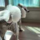 그루멍 프렌즈 이미지