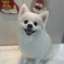 케이디펫 이미지