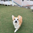 퍼피스카우트 | 대형견유치원 퍼피스카우트 이용후기입니다