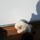 뷰티펫 하우스 이미지