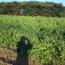 웰빙농장 이미지