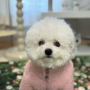 피피도그 | 비숑프리제 강아지옷 lovepp 솜사탕 뽀글이 후리스 L사이즈 착용후기