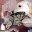 멍이와 냥이 이미지