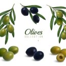 올리브 이미지