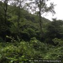 중부건강원 | 머위뿌리채취 산행후기 머위뿌리효능 및 머위뿌리먹는법 머위뿌리부작용