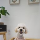 그루밍 멈머 이미지