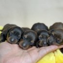 남양주켄넬 이미지