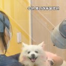 봄나래동물병원 네이버블로그