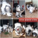 ●●● 라이트 컬럼비안 브라마 종란 분양합니다 이미지