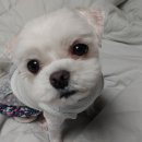 박영재 동물병원 이미지