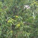 초안산 하늘꽃정원 | 도봉구 초안산 하늘꽃정원 힐링 산책