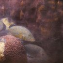 gc-camera-049 이미지