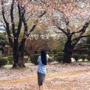 농림축산검역본부 | [숨겨진 경기도 안양 벚꽃 명소] 구)농림축산검역본부 추천 후기