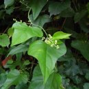 모두의 댕댕이 이미지