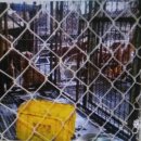 중원축산 이미지