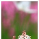 5월펜션 이미지