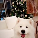 스케인글로브 이미지