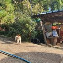 단풍나무펜션민박 이미지