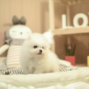 안녕댕댕이 이미지