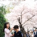 꽃보라동산 이미지