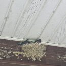 다향펜션 | 경주 가성비 좋은 다향 펜션🐈‍⬛