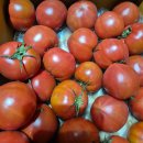 이상태농장 | 내돈내산 재구매 대저토마토 직판 농장에서 택배주문 후기